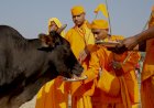 What Makes The Cow Sacred To Hindus?
