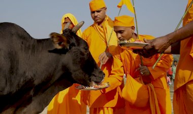 What Makes The Cow Sacred To Hindus?