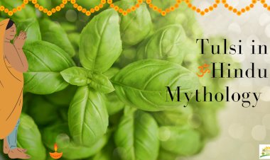 The Divine Connection: Exploring the Role of Tulsi in Hindu Mythology and Rituals