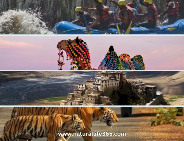 The Best Travel Destinations in India for Nature and Adventure Lovers