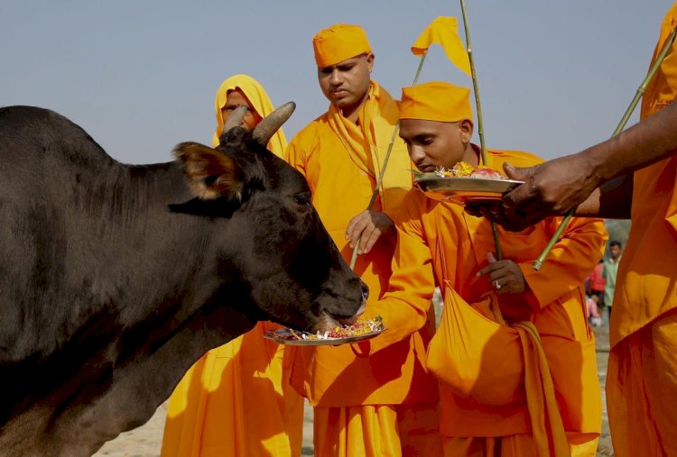 What Makes The Cow Sacred To Hindus?