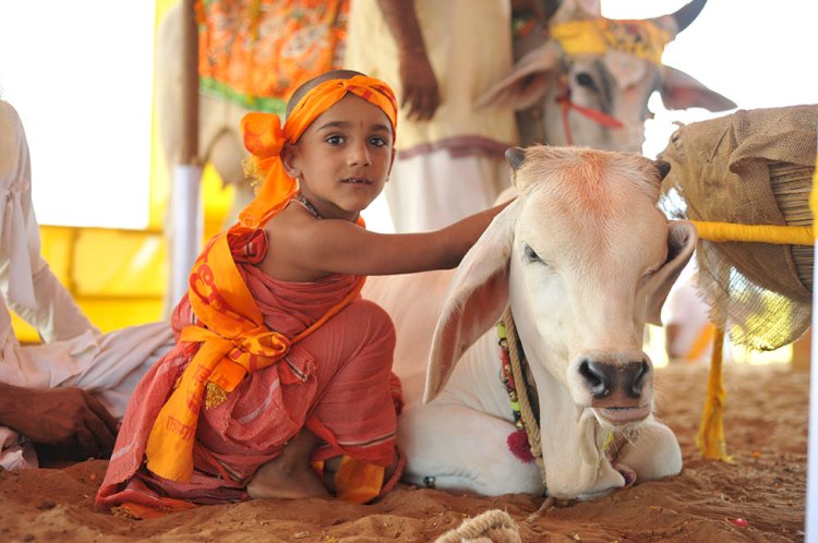 vaca sagrada para los hindues