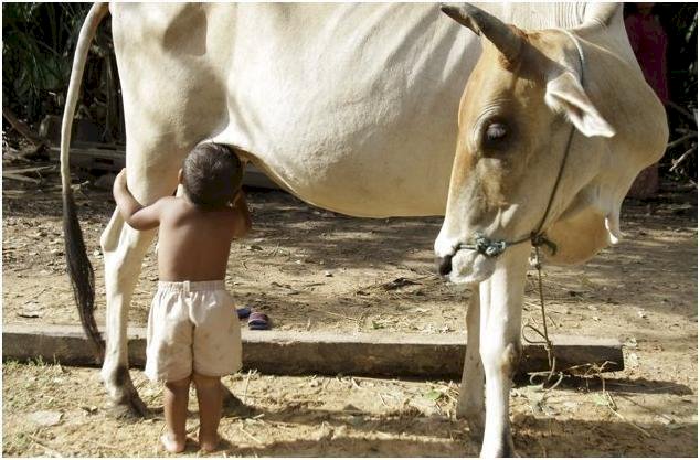 ¿Por Qué La Vaca Es Sagrada Para Los Hindúes?