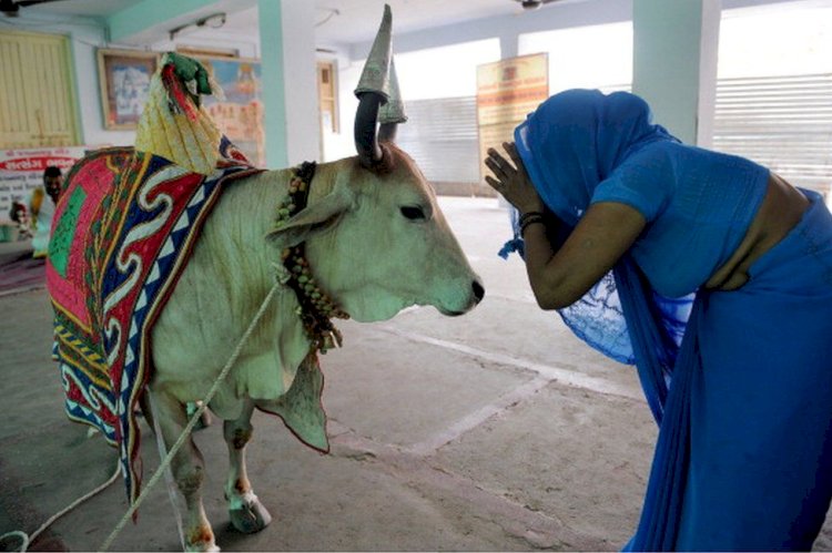 ¿Por Qué La Vaca Es Sagrada Para Los Hindúes?