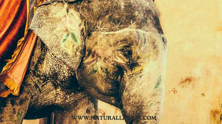 La Oscura Verdad Detrás del Turismo de Elefantes